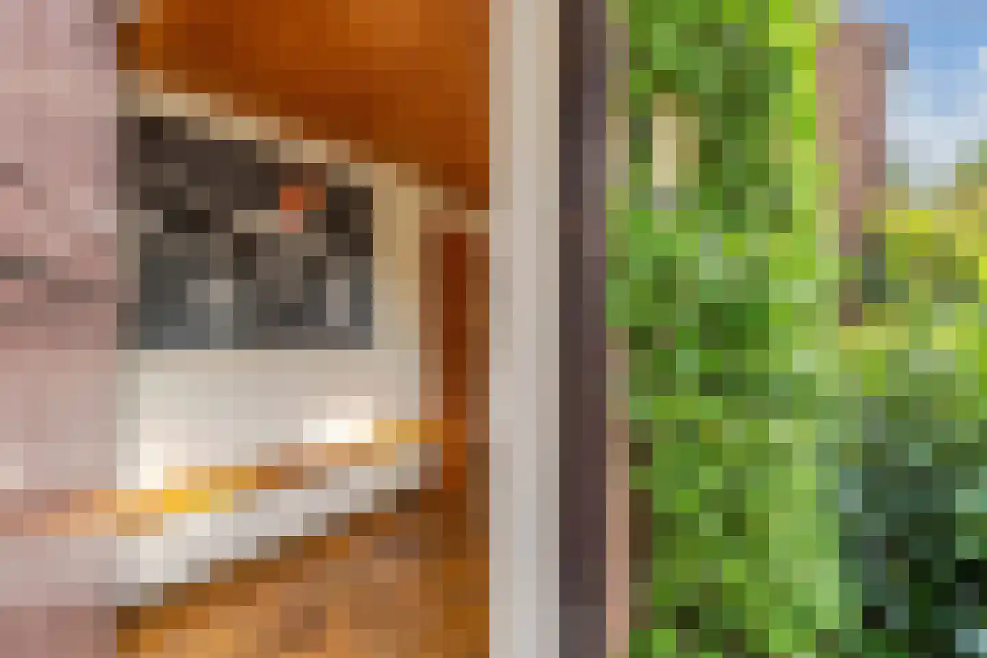 Slachte 12 Wommels thumbnail 10