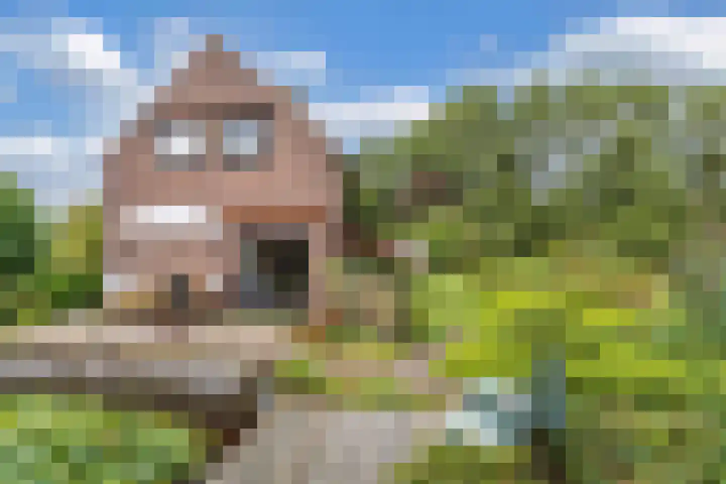 Slachte 12 Wommels thumbnail 39