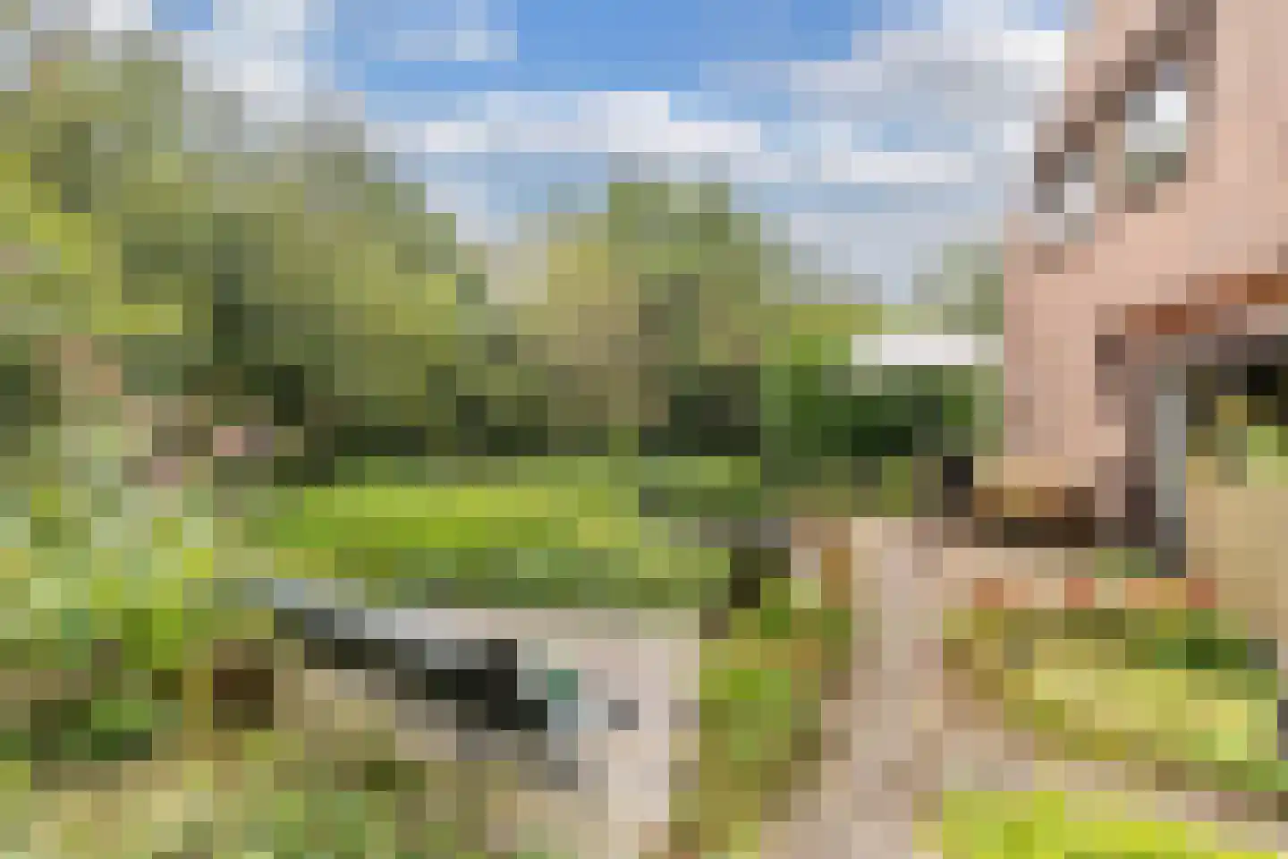Slachte 12 Wommels thumbnail 41