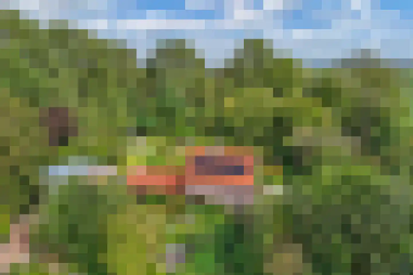 Slachte 12 Wommels thumbnail 43