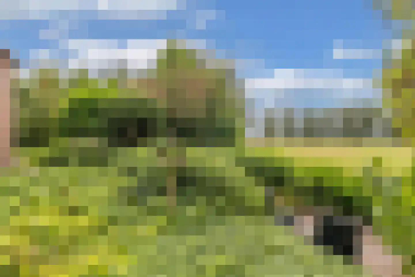 Slachte 12 Wommels thumbnail 46