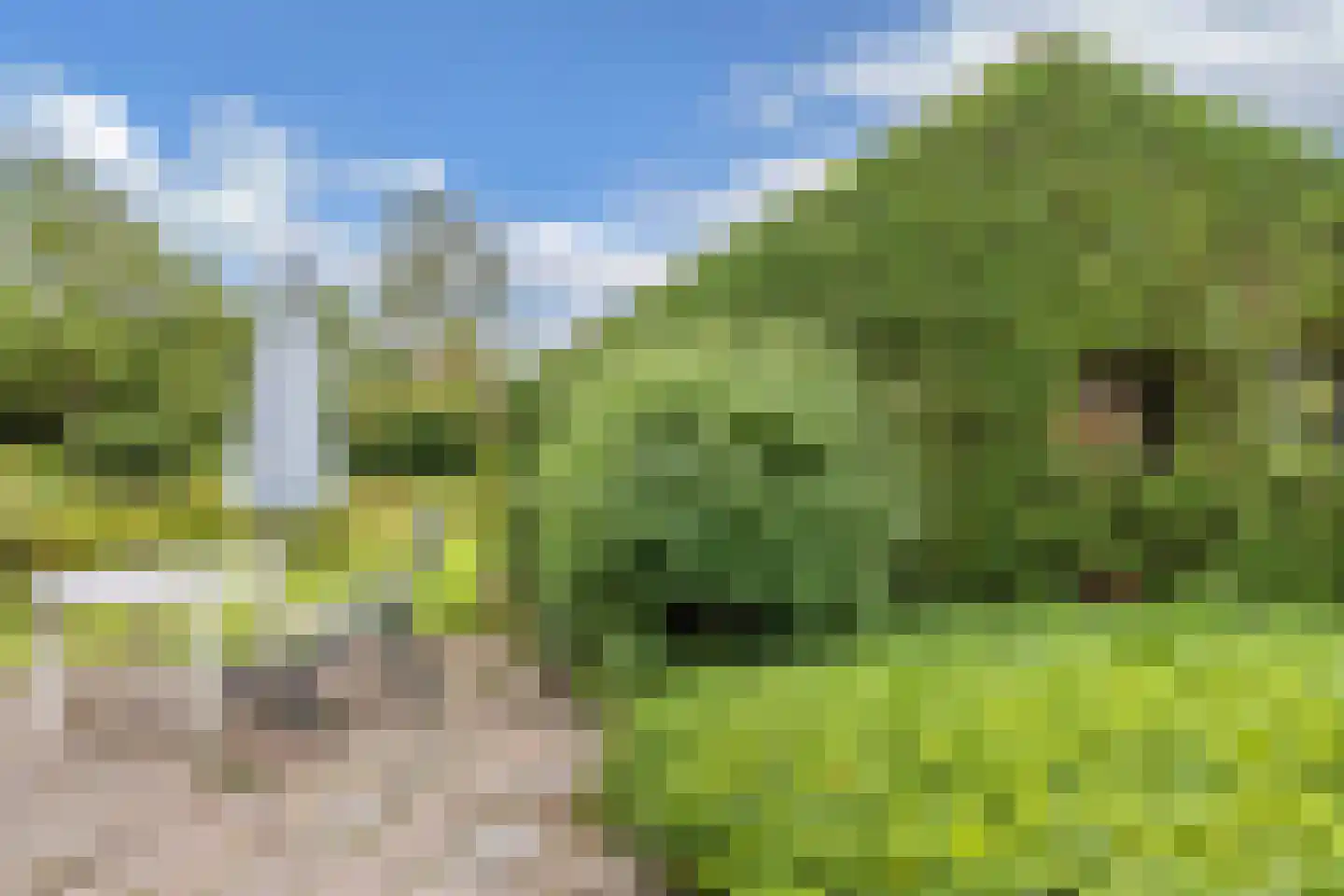 Slachte 12 Wommels thumbnail 48