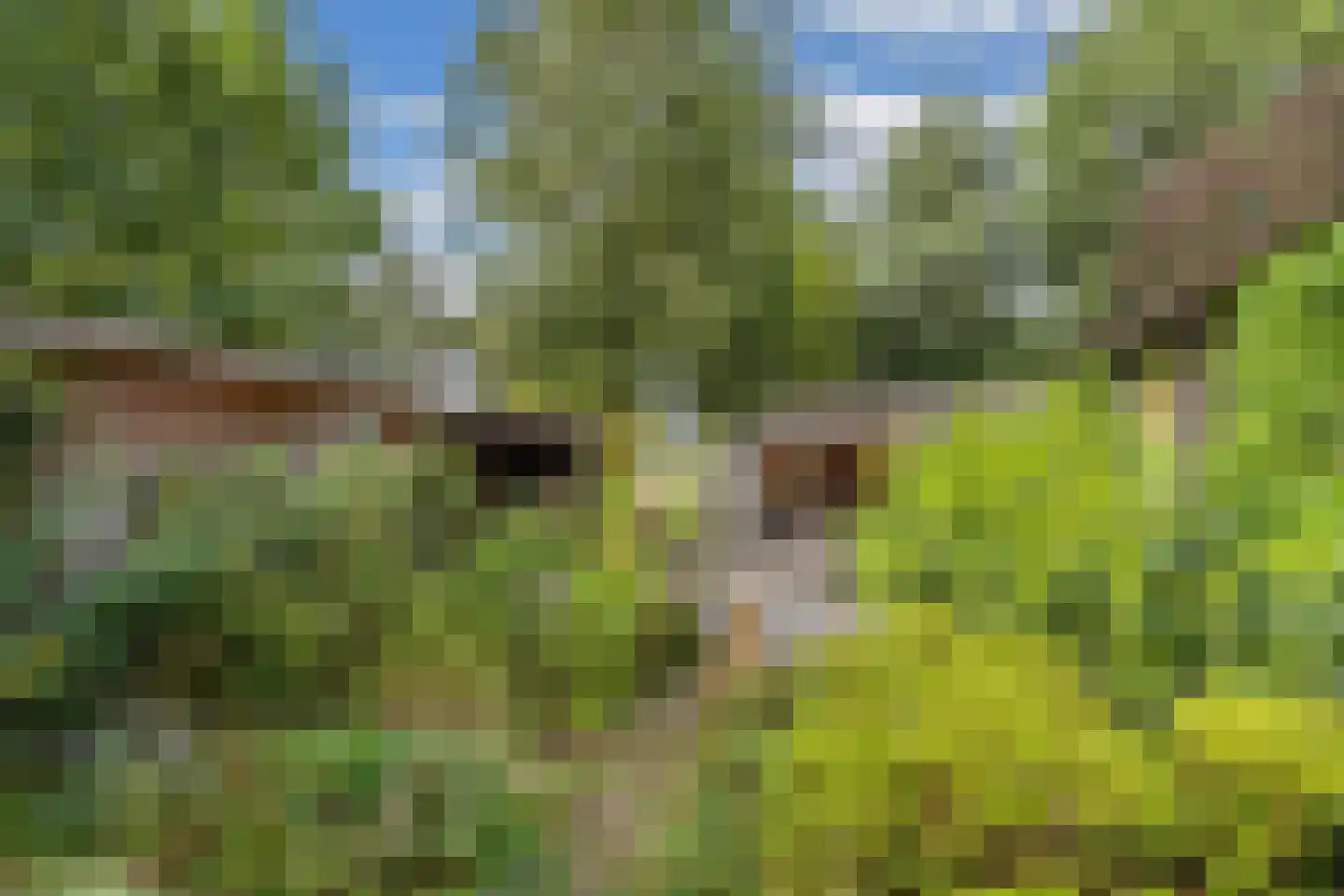 Slachte 12 Wommels thumbnail 52