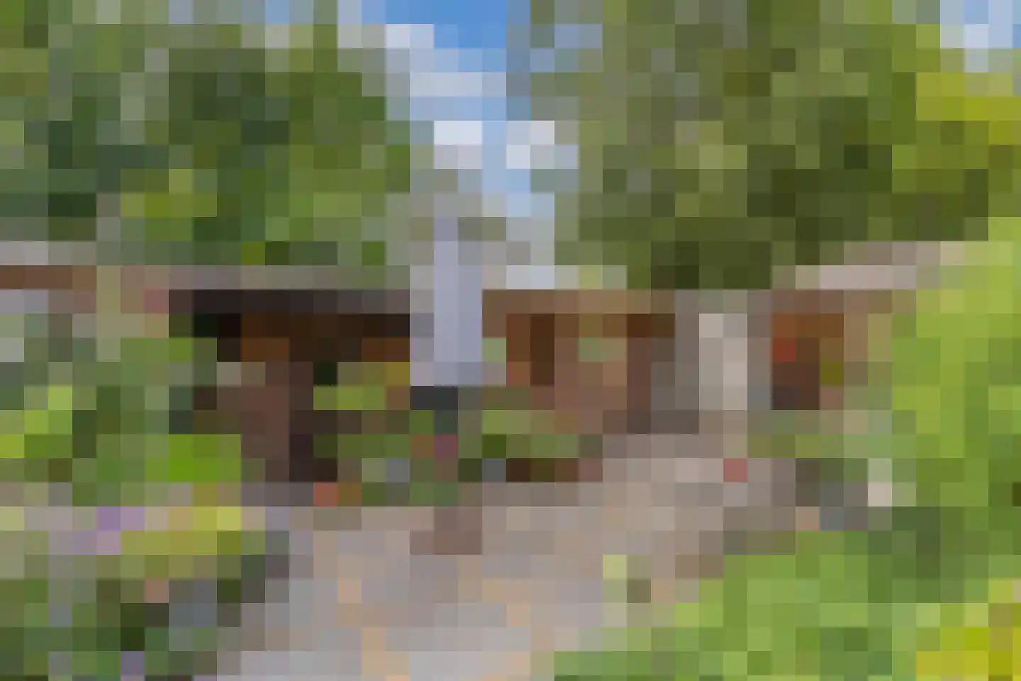 Slachte 12 Wommels thumbnail 53