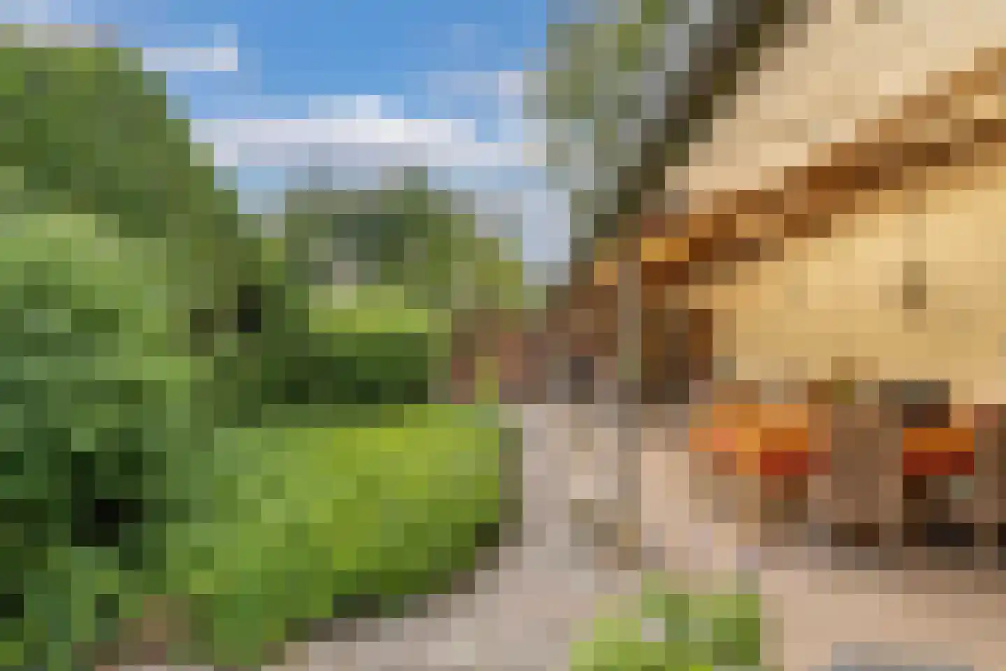 Slachte 12 Wommels thumbnail 57