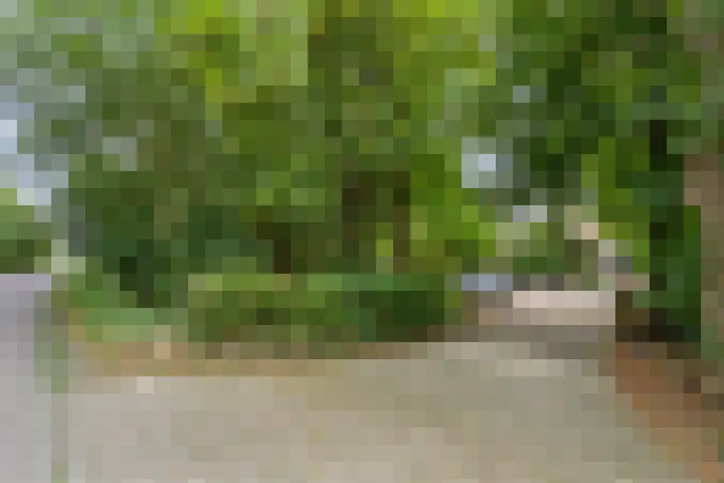Slachte 12 Wommels thumbnail 6