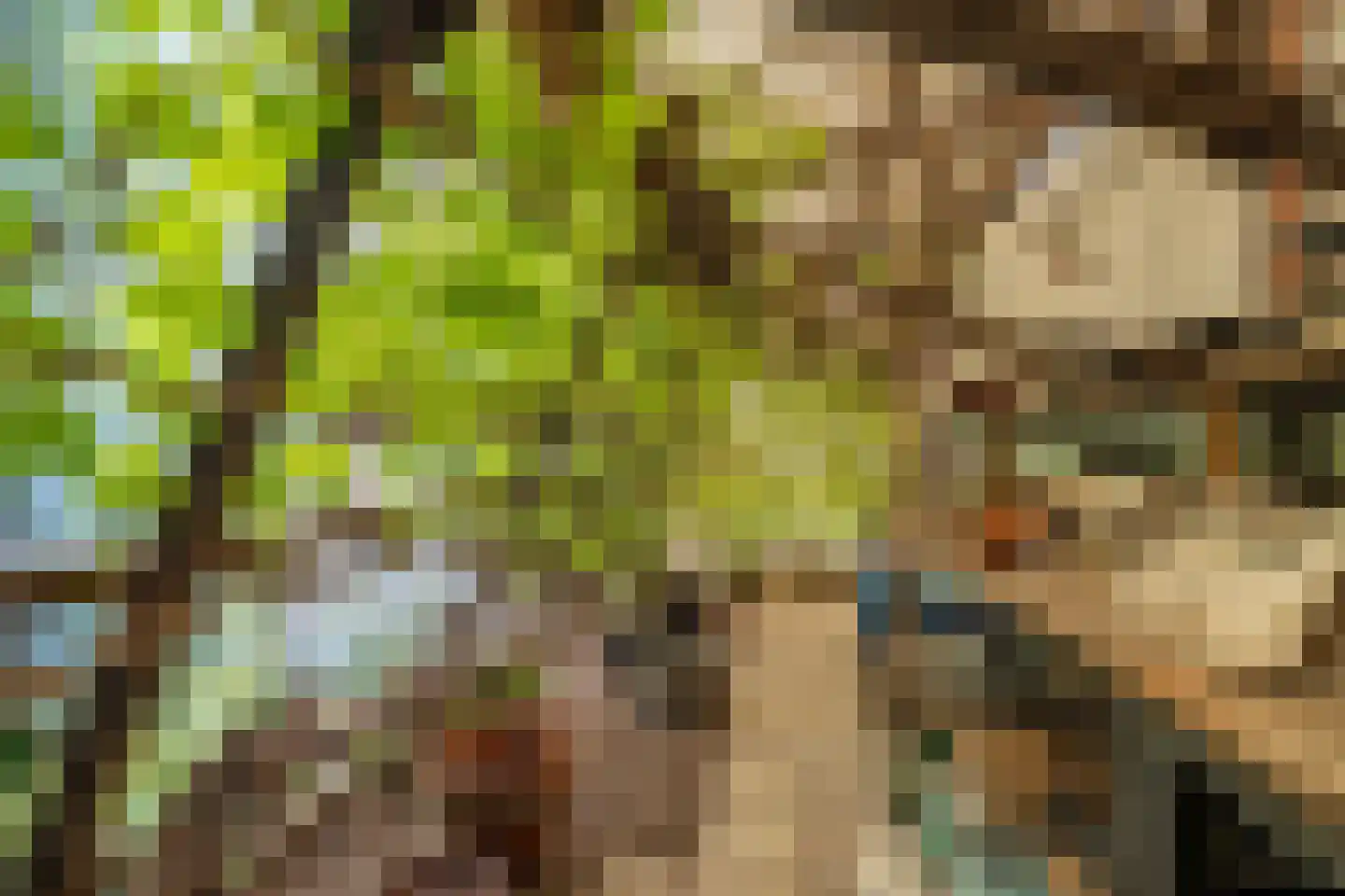 Slachte 12 Wommels thumbnail 60
