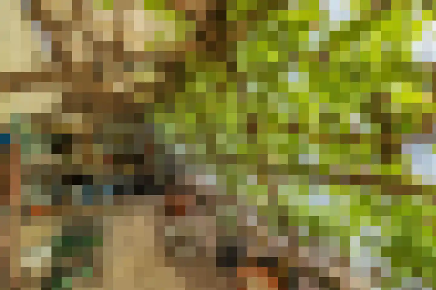 Slachte 12 Wommels thumbnail 61