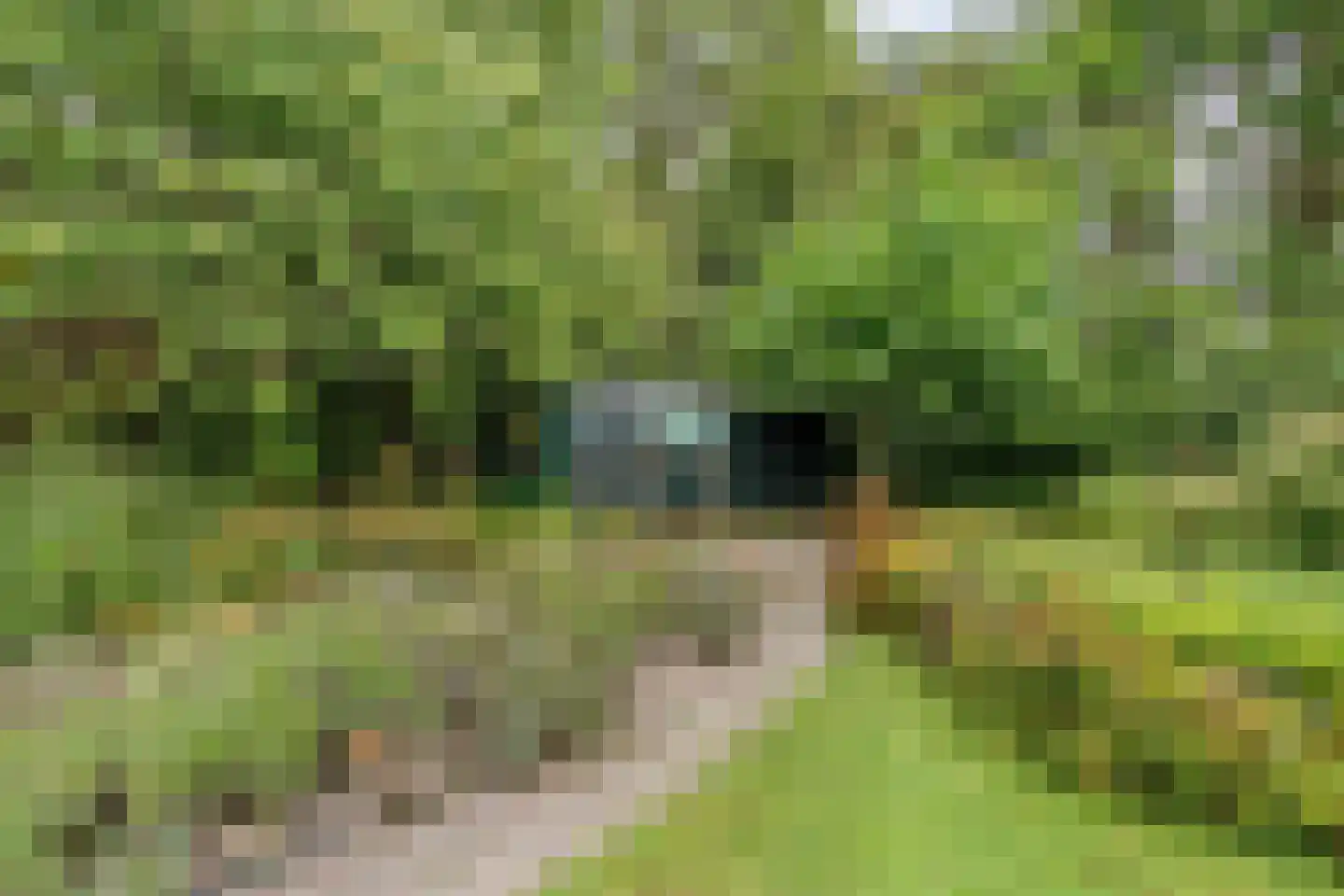 Slachte 12 Wommels thumbnail 63