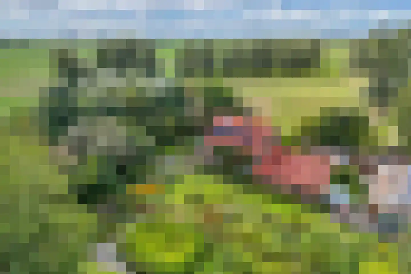 Slachte 12 Wommels thumbnail 77