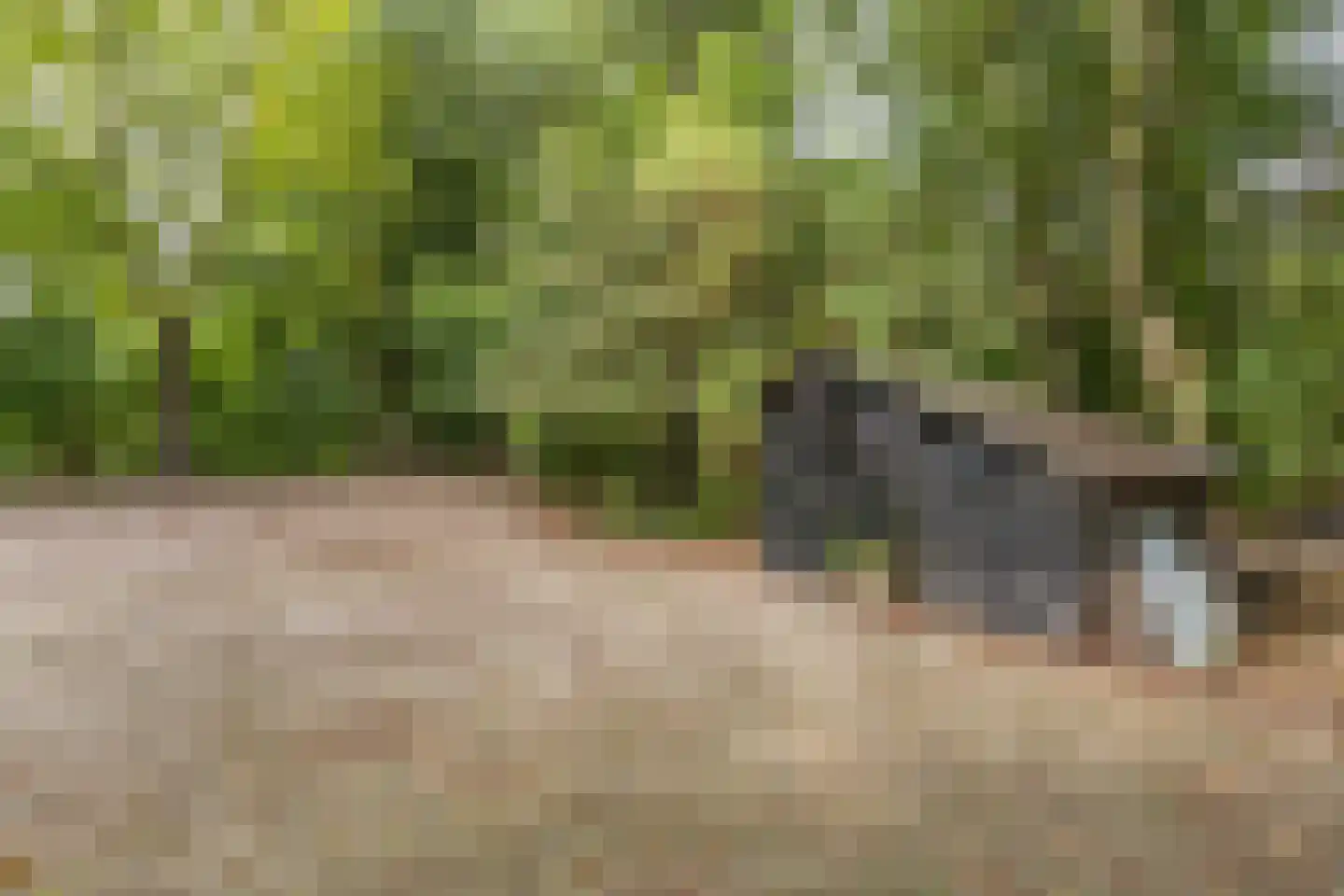 Slachte 12 Wommels thumbnail 79