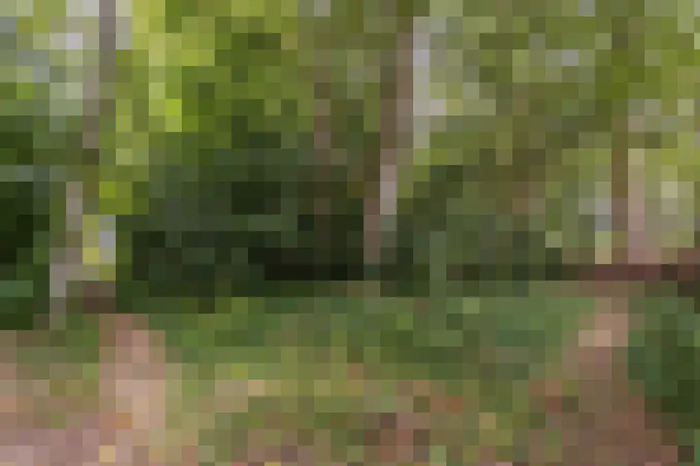 Slachte 12 Wommels thumbnail 80