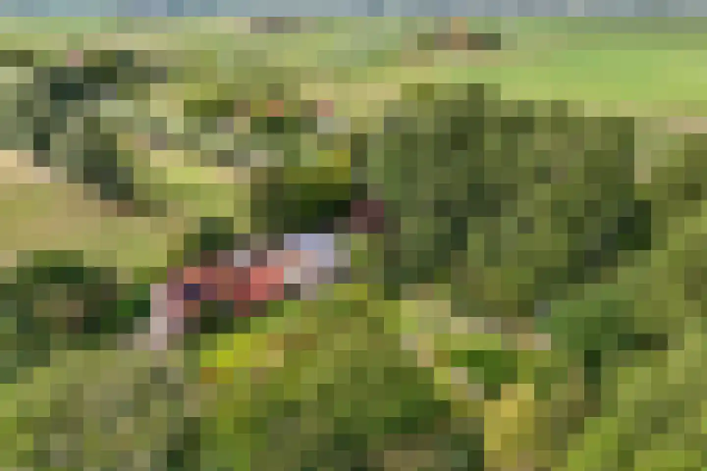 Slachte 12 Wommels thumbnail 84