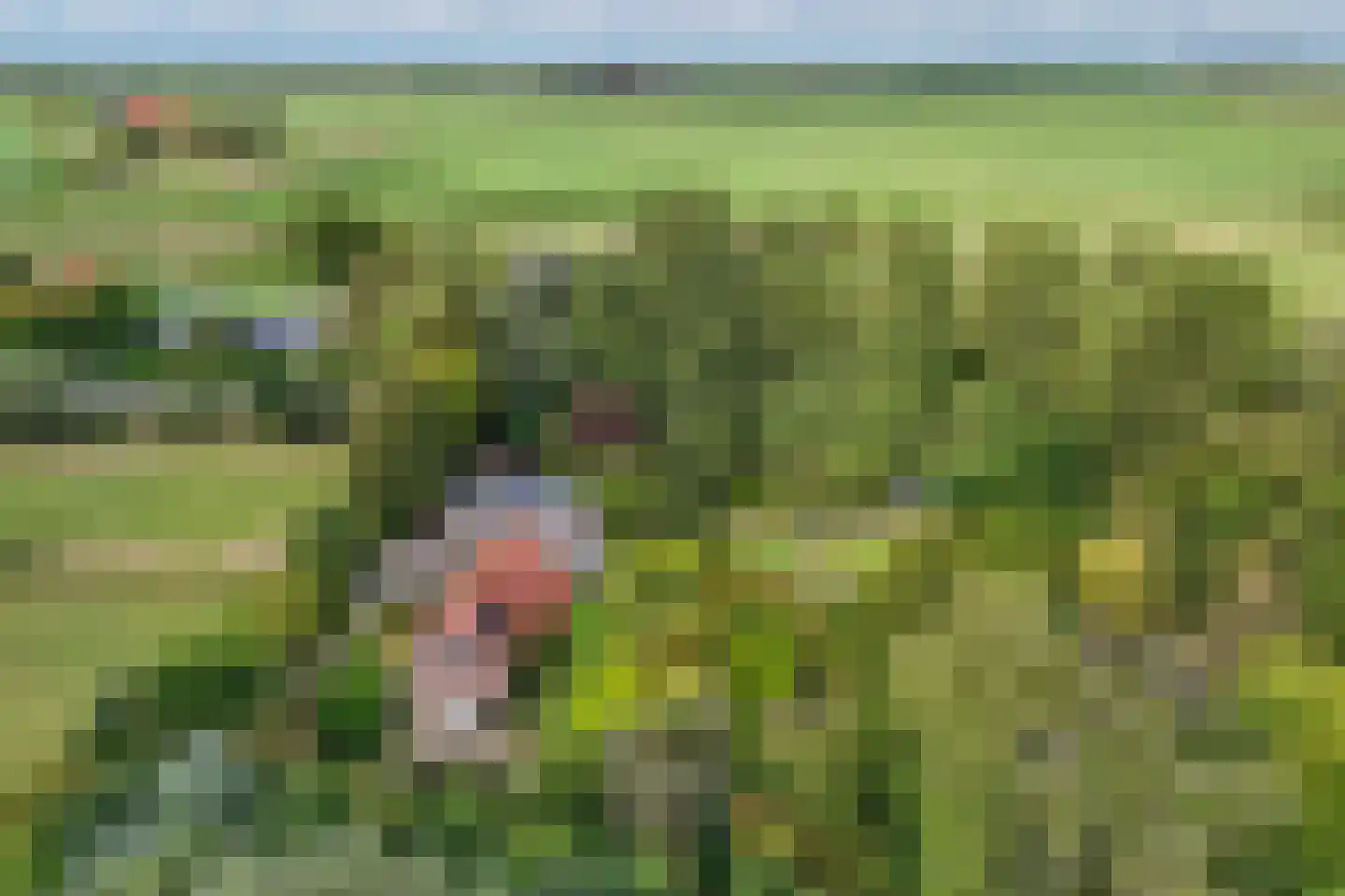 Slachte 12 Wommels thumbnail 85
