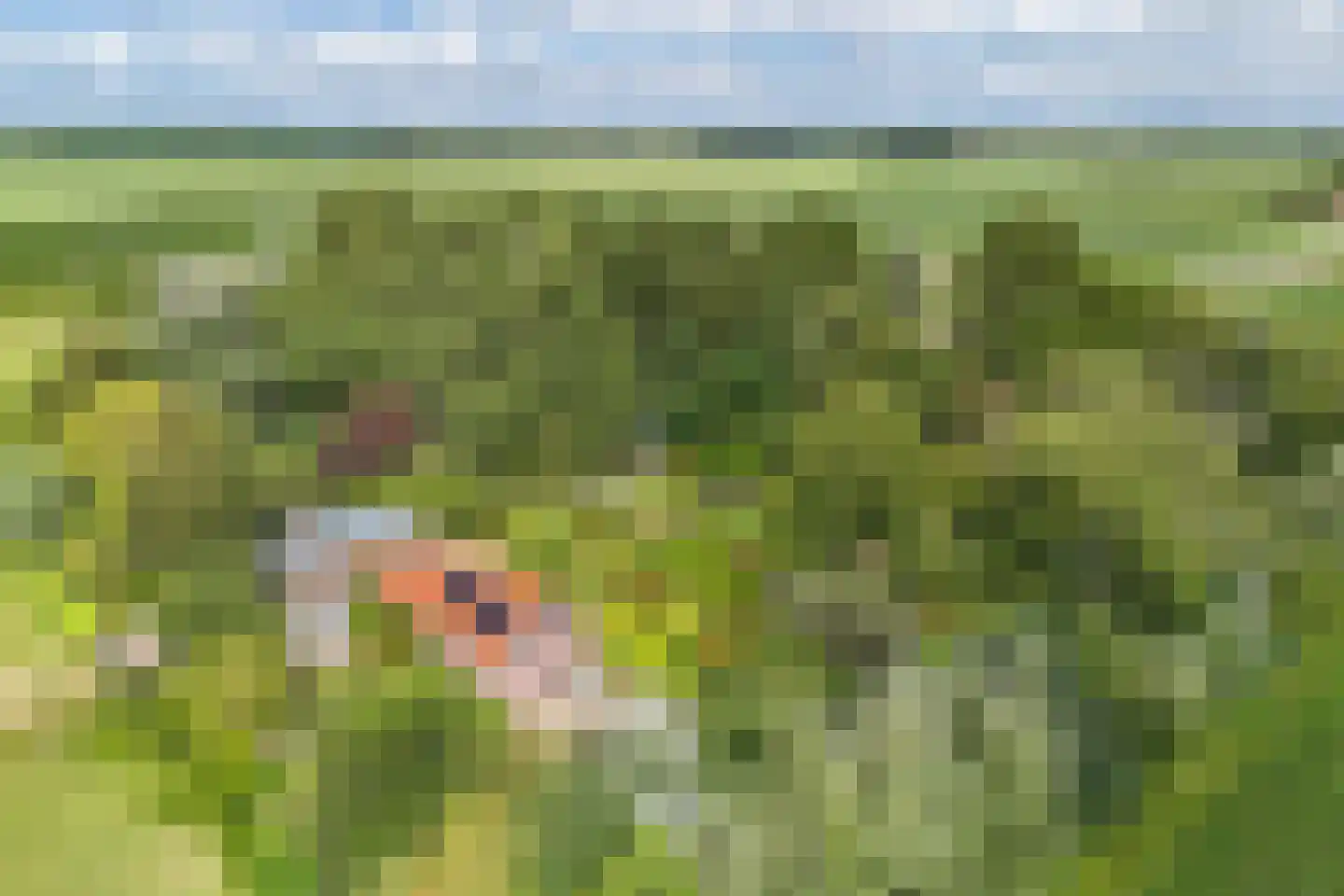 Slachte 12 Wommels thumbnail 87