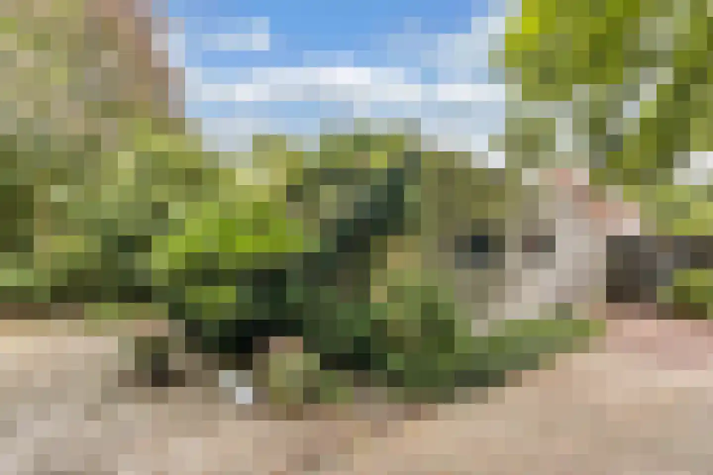 Slachte 12 Wommels thumbnail 9