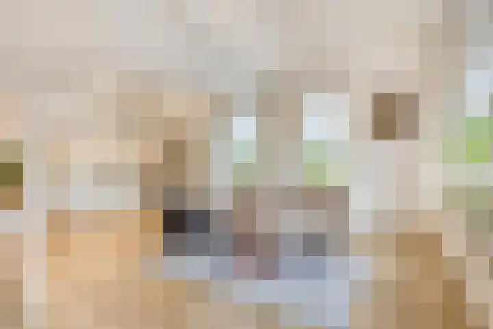 Slagdijk 17 Goor thumbnail 11