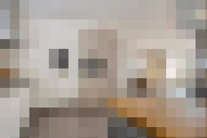 Slagenland 2 's Gravenmoer thumbnail 15