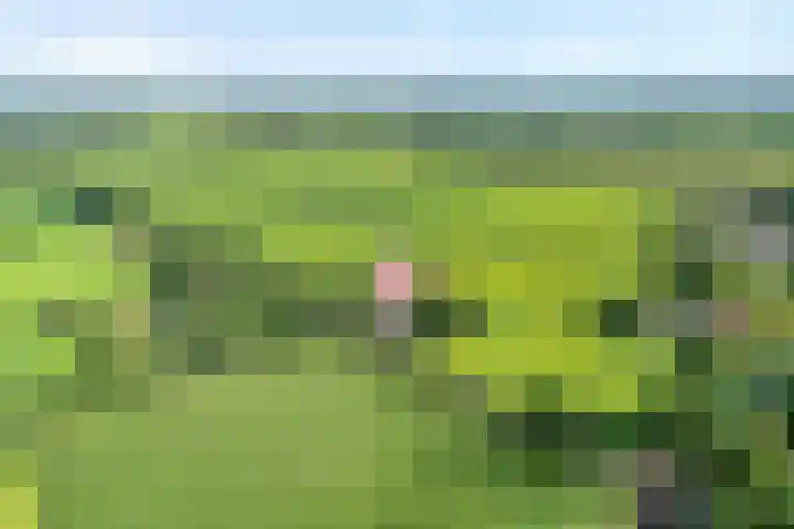 Slagenweg 3 Anerveen thumbnail 7