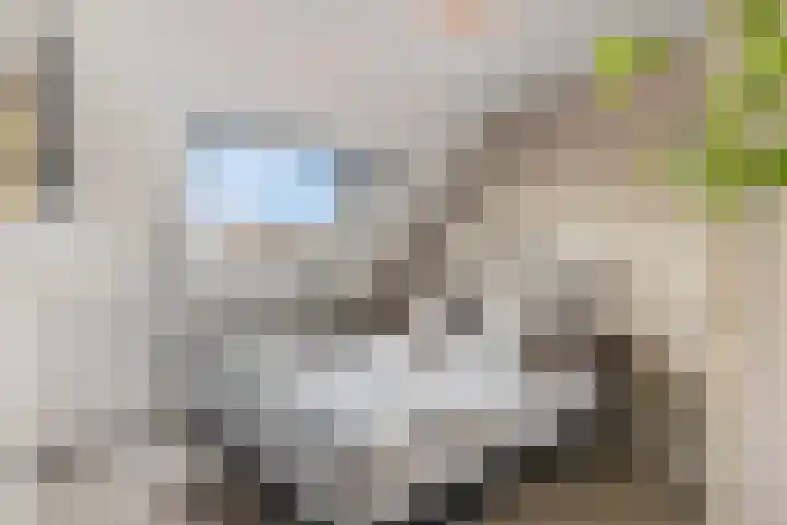 Slagvink 112 Veenendaal thumbnail 33