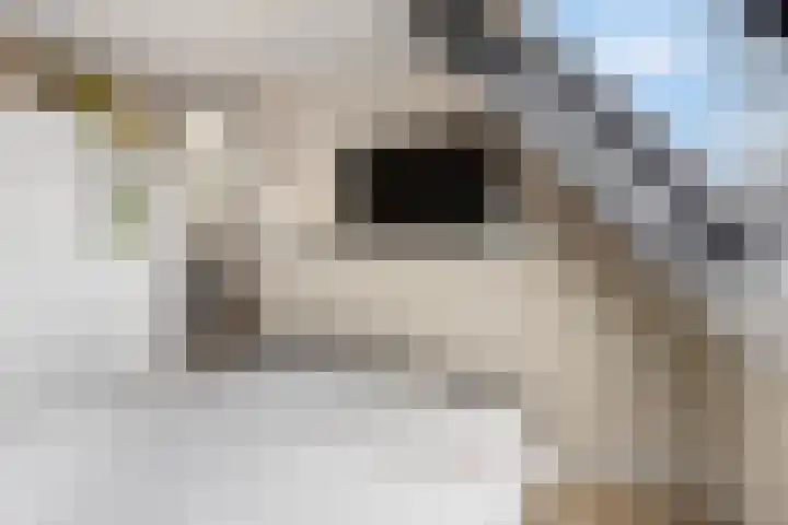 Slagvink 112 Veenendaal thumbnail 34