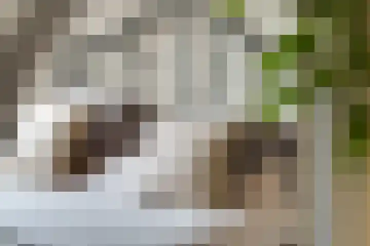 Slagvink 112 Veenendaal thumbnail 35