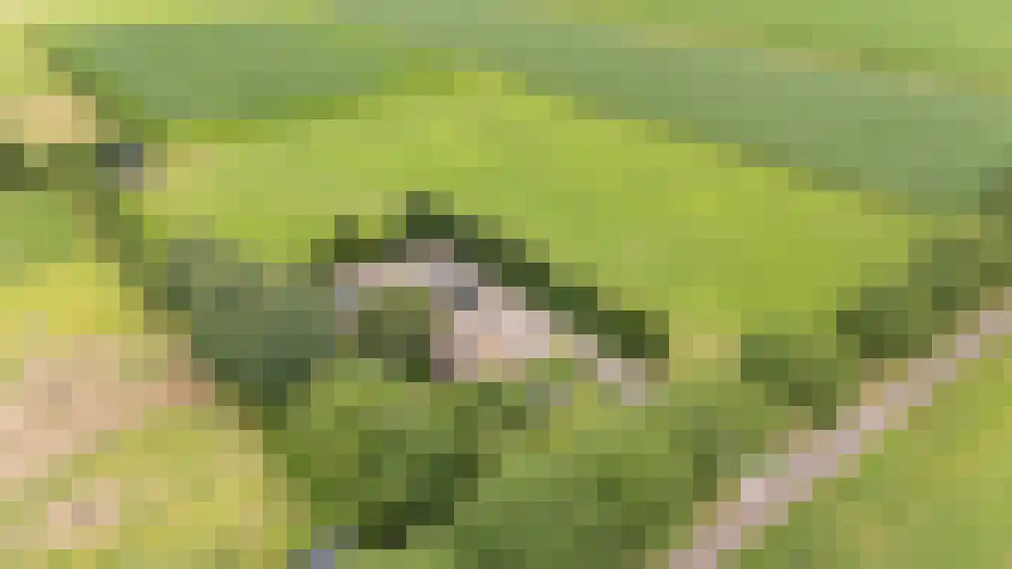 Slagweg 19 Dalfsen thumbnail 34