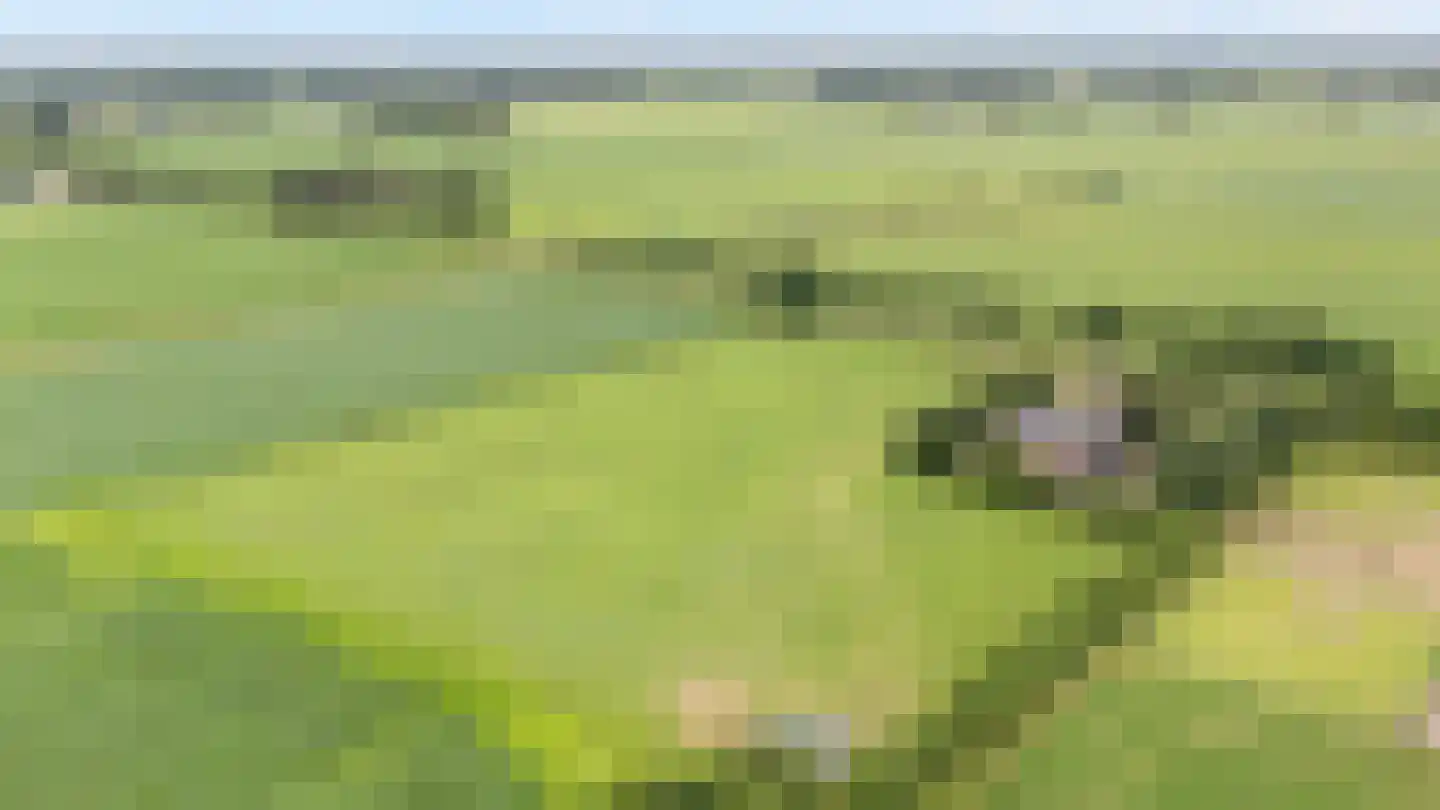Slagweg 19 Dalfsen thumbnail 36