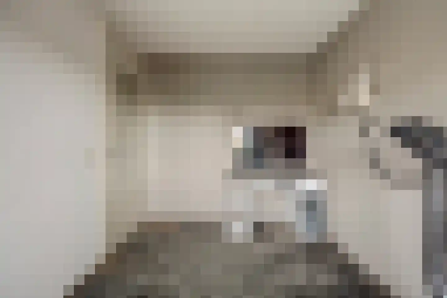Slangekruid 21 Katwijk thumbnail 47