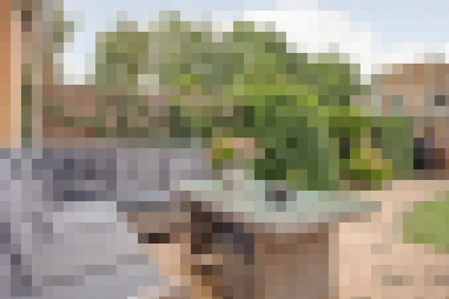 Slangekruid 21 Katwijk thumbnail 53