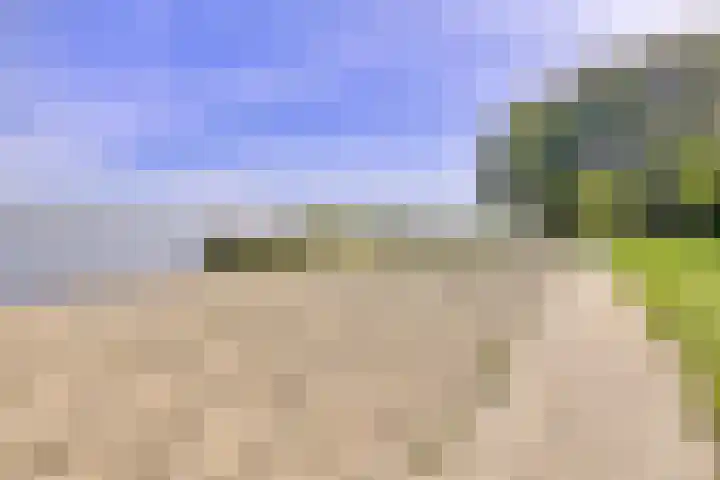 Slangekruid 45 Huizen thumbnail 20