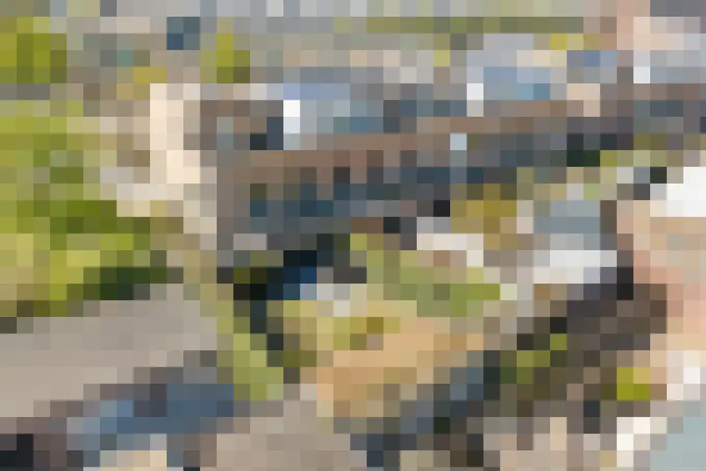 Slangekruid 50 Monster thumbnail 35