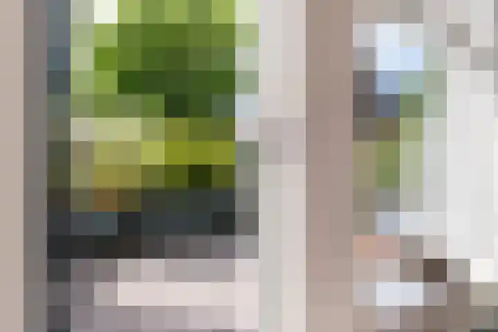 Slapperdel 12 Gouda thumbnail 11
