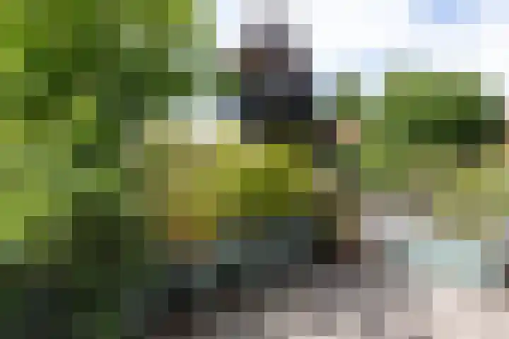 Slapperdel 12 Gouda thumbnail 14