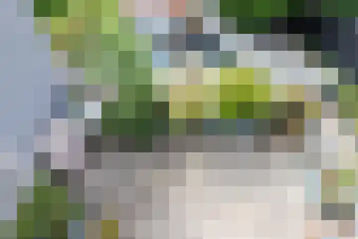 Slapperdel 12 Gouda thumbnail 15