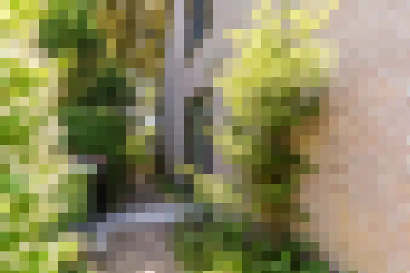 Sleedoorn 13 Geldrop thumbnail 50