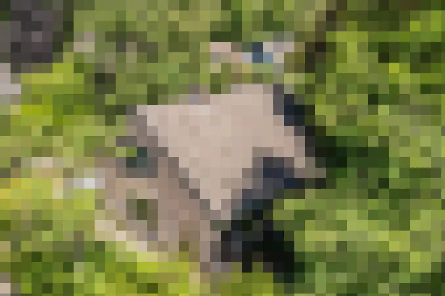 Sleedoorn 13 Geldrop thumbnail 53