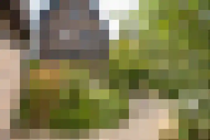 Sleedoorn 17 Heiloo thumbnail 60
