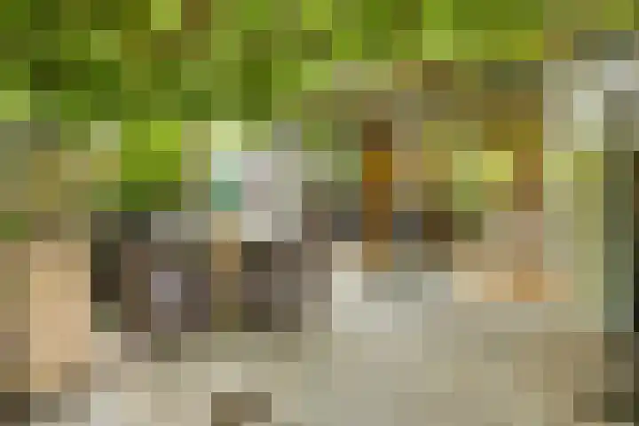 Sleedoorn 25 Cuijk thumbnail 20