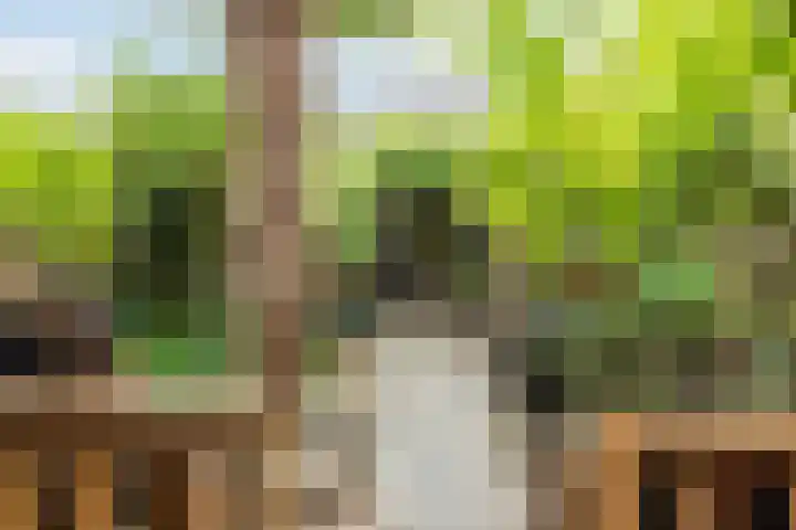Sleedoorn 25 Cuijk thumbnail 24