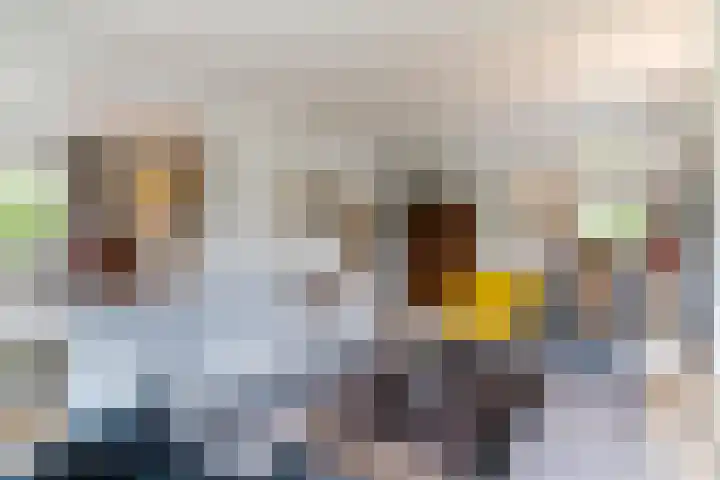 Sleedoorn 27 Geldrop thumbnail 11