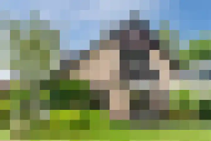 Sleedoorn 27 Geldrop thumbnail 40