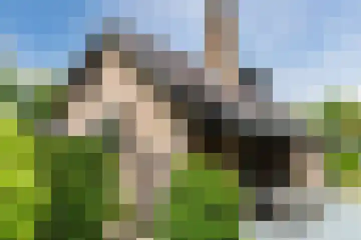 Sleedoorn 27 Geldrop thumbnail 45