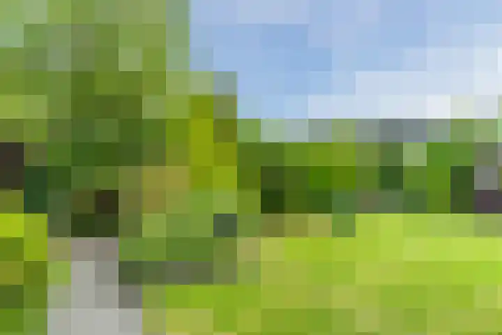 Sleedoorn 27 Geldrop thumbnail 49