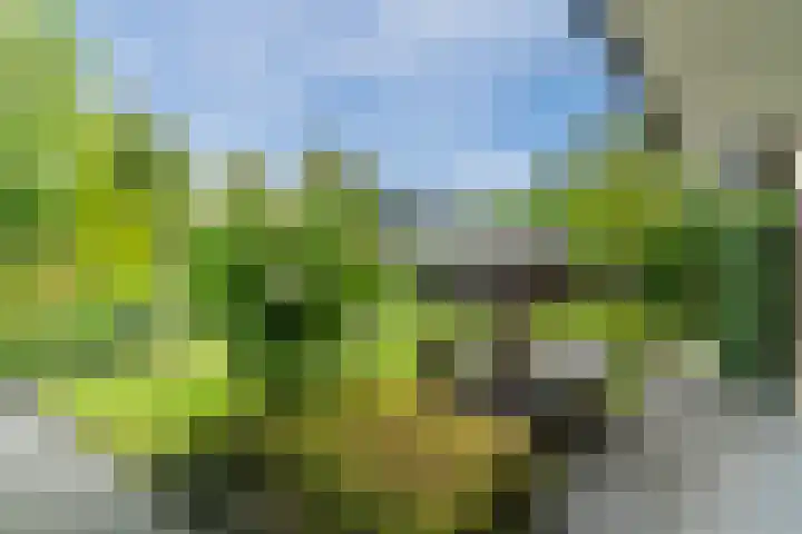 Sleedoorn 27 Geldrop thumbnail 50
