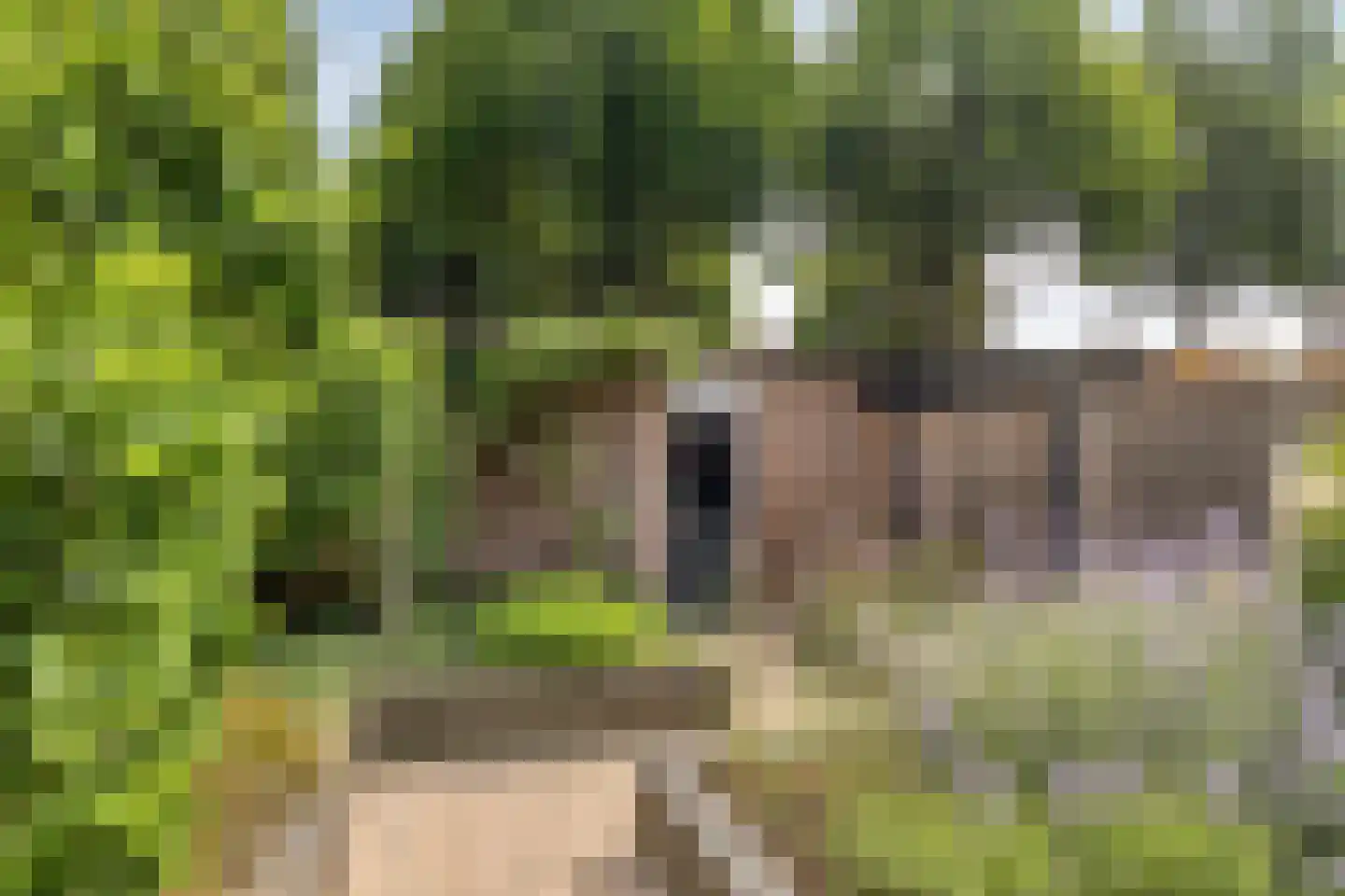 Sleedoorn 34 Cuijk thumbnail 32