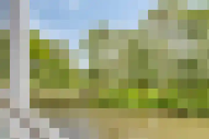 Sleedoorn 37 Bergambacht thumbnail 23