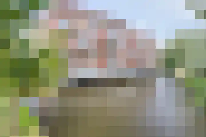 Sleedoorn 37 Bergambacht thumbnail 24