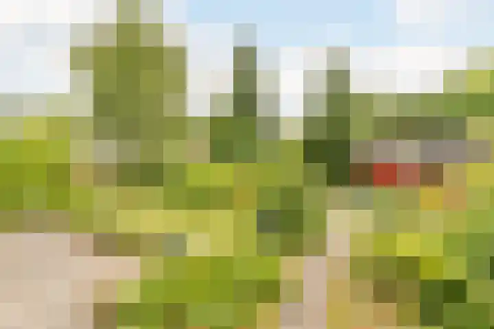 Sleedoorn 39 Geldrop thumbnail 16