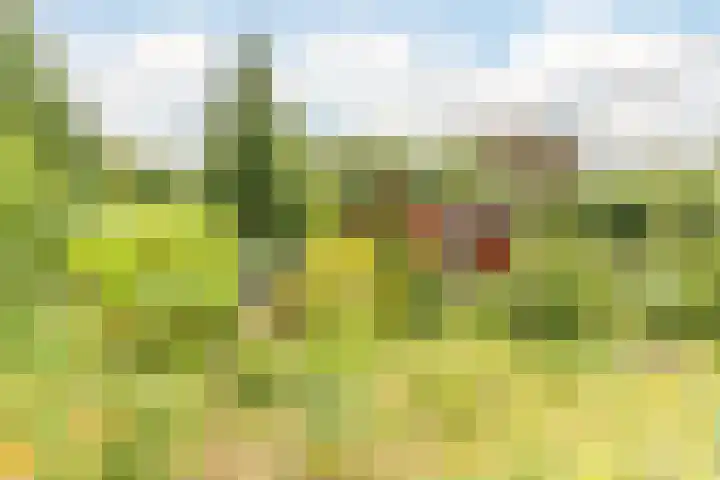 Sleedoorn 39 Geldrop thumbnail 17